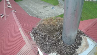 Obraz podglądu z kamery internetowej storks Srogów Górny